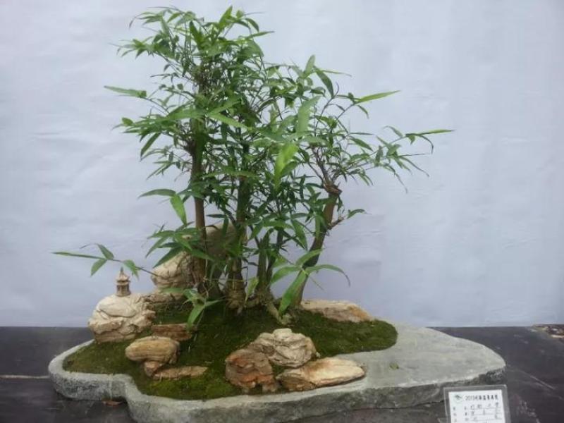 黄金佛肚竹买竹送兰花可选配石头可做精致盆景