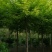供应金叶复叶槭8-15
