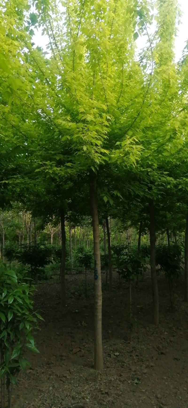供应金叶复叶槭8-15