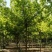 供应金叶复叶槭8-15
