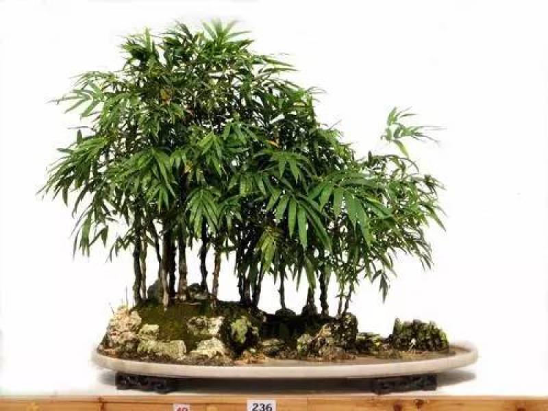 黄金佛肚竹买竹送兰花可选配石头可做精致盆景
