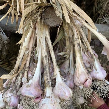 软叶蒜/宝塔蒜四川直叶蒜硬软叶产地直供量大从优