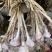 软叶蒜/宝塔蒜四川直叶蒜硬软叶产地直供量大从优