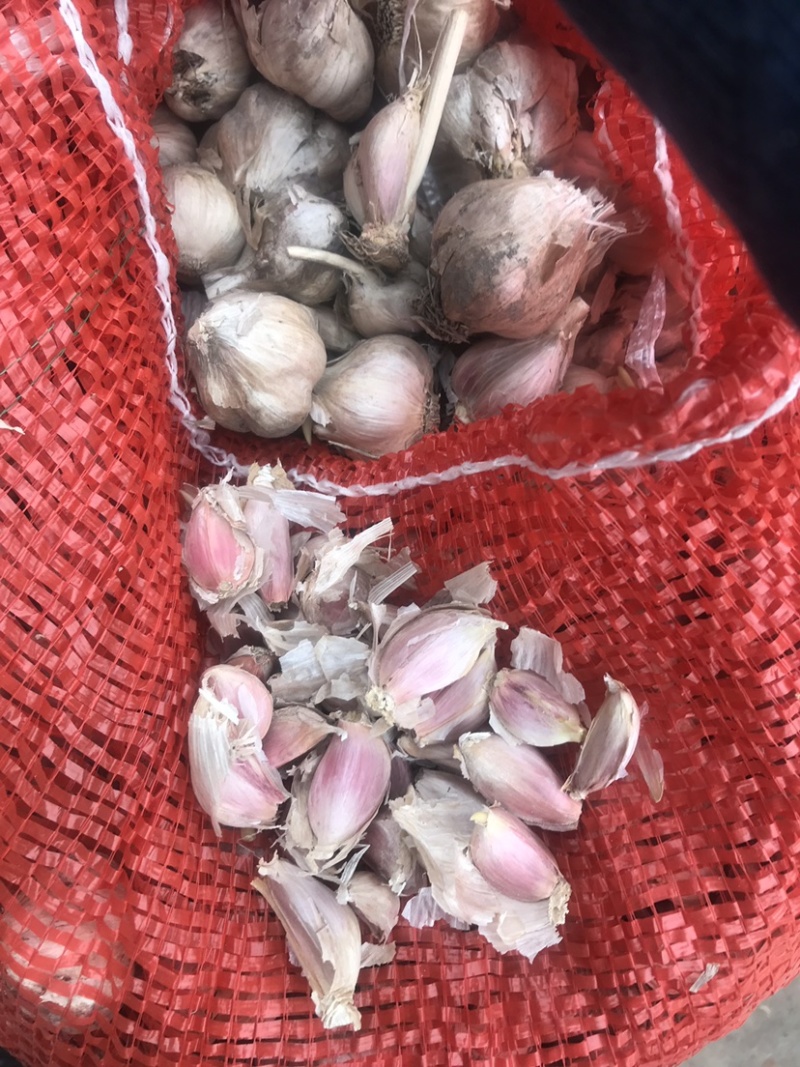 软叶蒜/宝塔蒜四川直叶蒜硬软叶产地直供量大从优