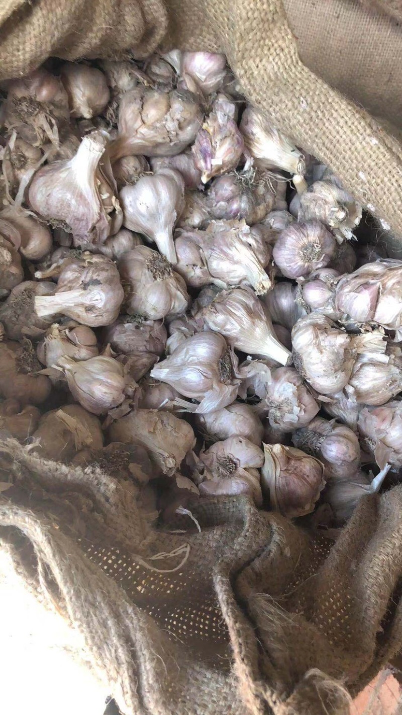 软叶蒜/宝塔蒜四川直叶蒜硬软叶产地直供量大从优