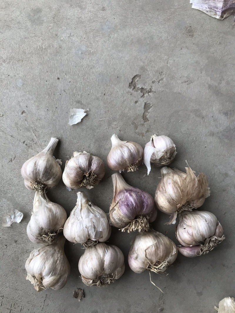 软叶蒜/宝塔蒜四川直叶蒜硬软叶产地直供量大从优