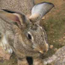 伊拉兔肉兔价格野兔价格比利时野兔3～5月包回收