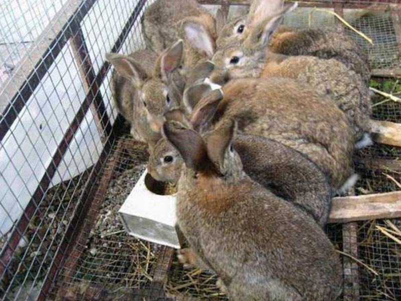 比利杂交野兔种兔价格包回收伊拉兔种兔肉兔包回收包技术
