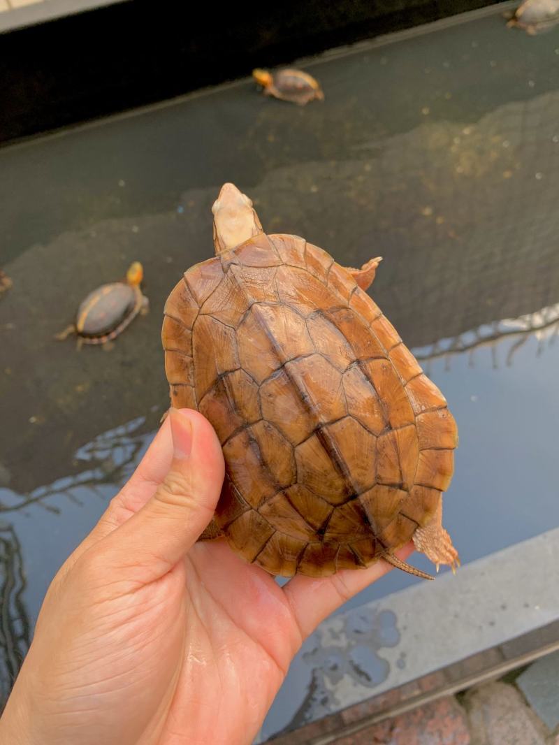 血红米底，越南种，喜欢这些龟的联系我，关注我不迷茫