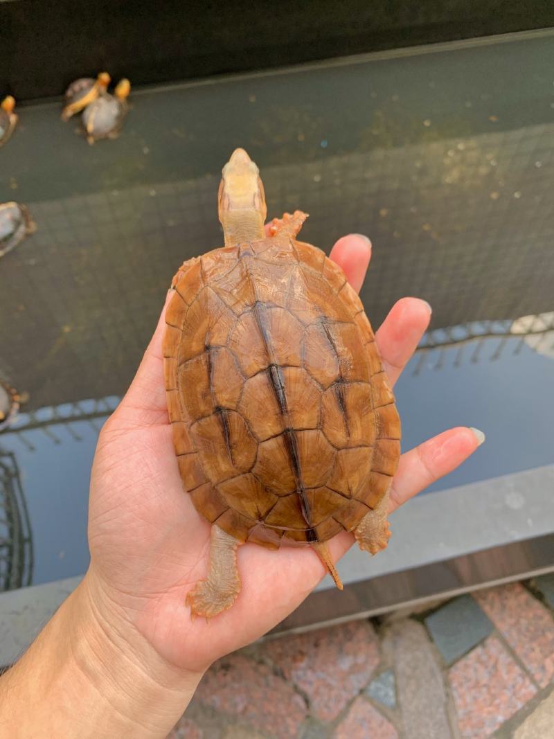 血红米底，越南种，喜欢这些龟的联系我，关注我不迷茫