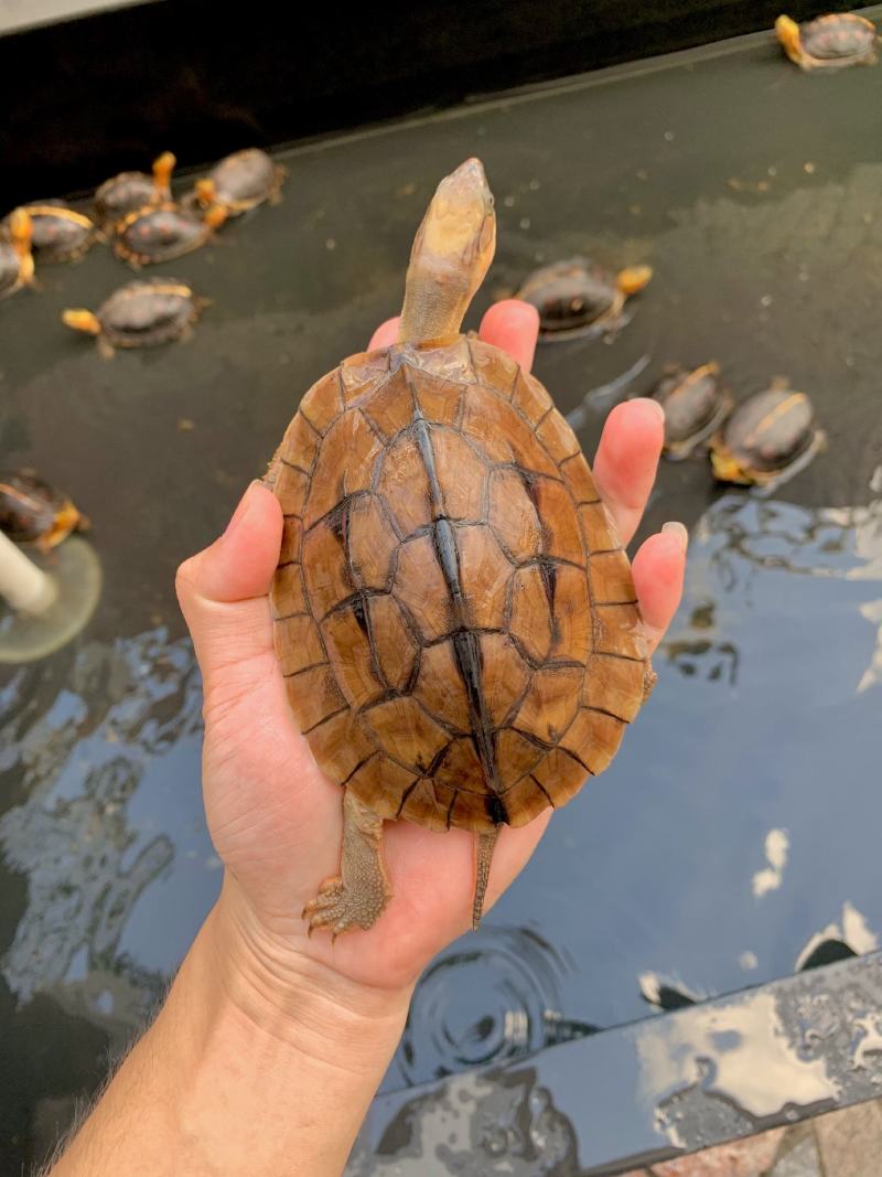 血红米底，越南种，喜欢这些龟的联系我，关注我不迷茫