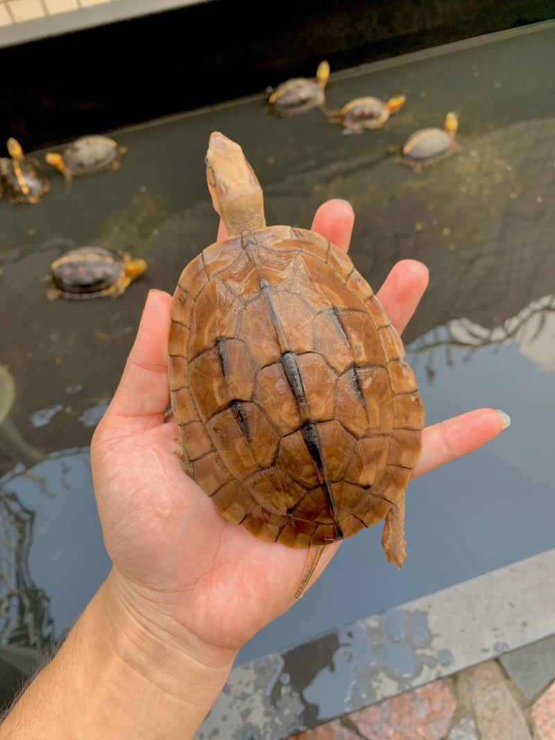 血红米底，越南种，喜欢这些龟的联系我，关注我不迷茫