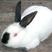 野兔种兔伊拉兔肉兔价格杂交野兔比利时兔包回收
