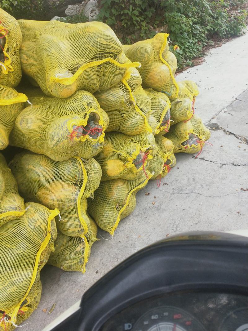 广东香芋南瓜大量上市中，质量好，刚刚上灰，欢迎各位订购。