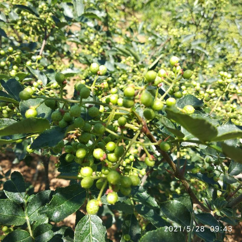 新鲜嫩青花椒现摘现发货非藤椒沂蒙山本地老树小颗粒嫩青花椒