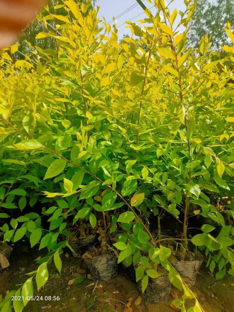50-1米营养杯金叶榆价格，河北绿曦苗圃