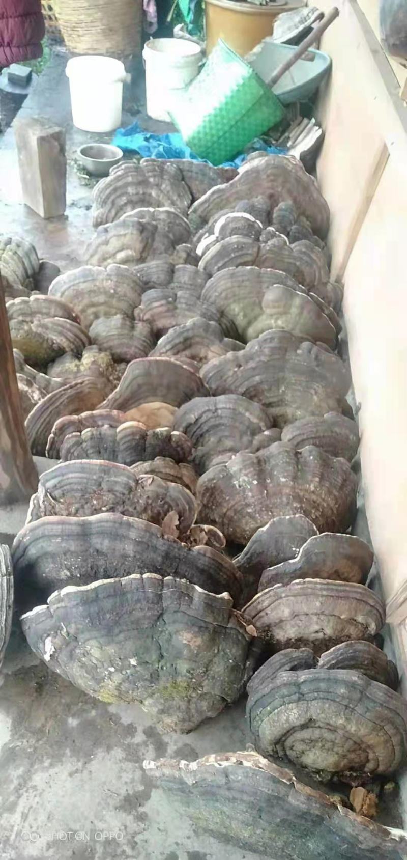 野生木灵芝海拔在一千八至二千