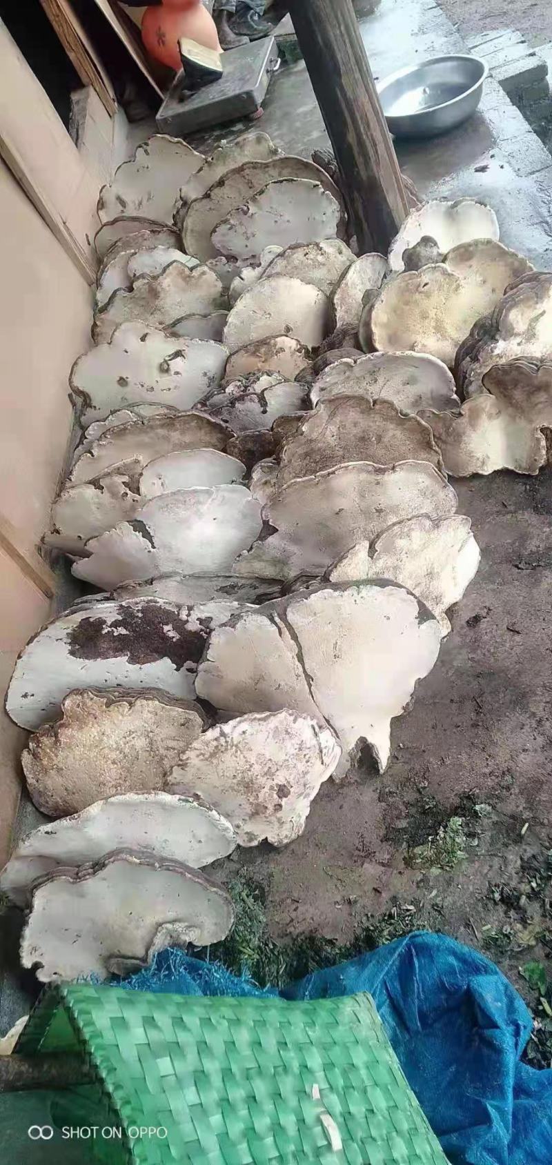 野生木灵芝海拔在一千八至二千