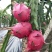 广西玉林市陆川县自然花金都一号红心火龙果