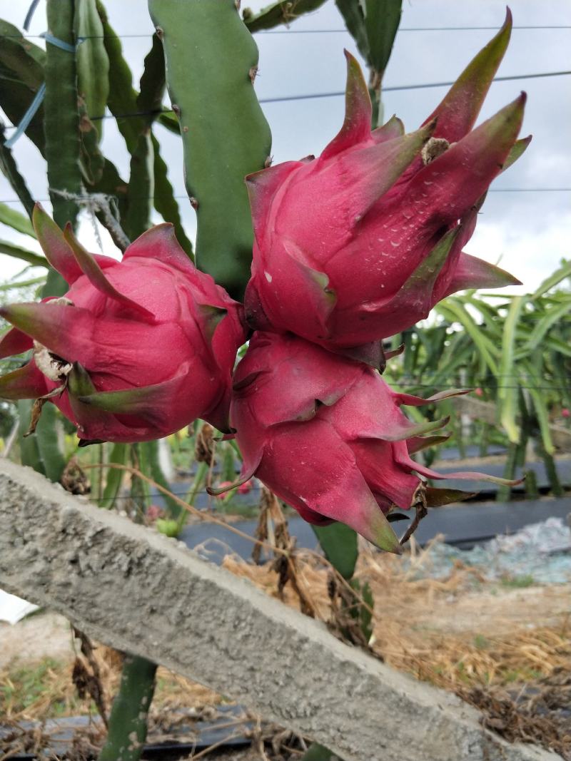 广西玉林市陆川县自然花金都一号红心火龙果