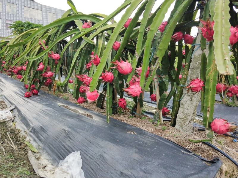 广西玉林市陆川县自然花金都一号红心火龙果