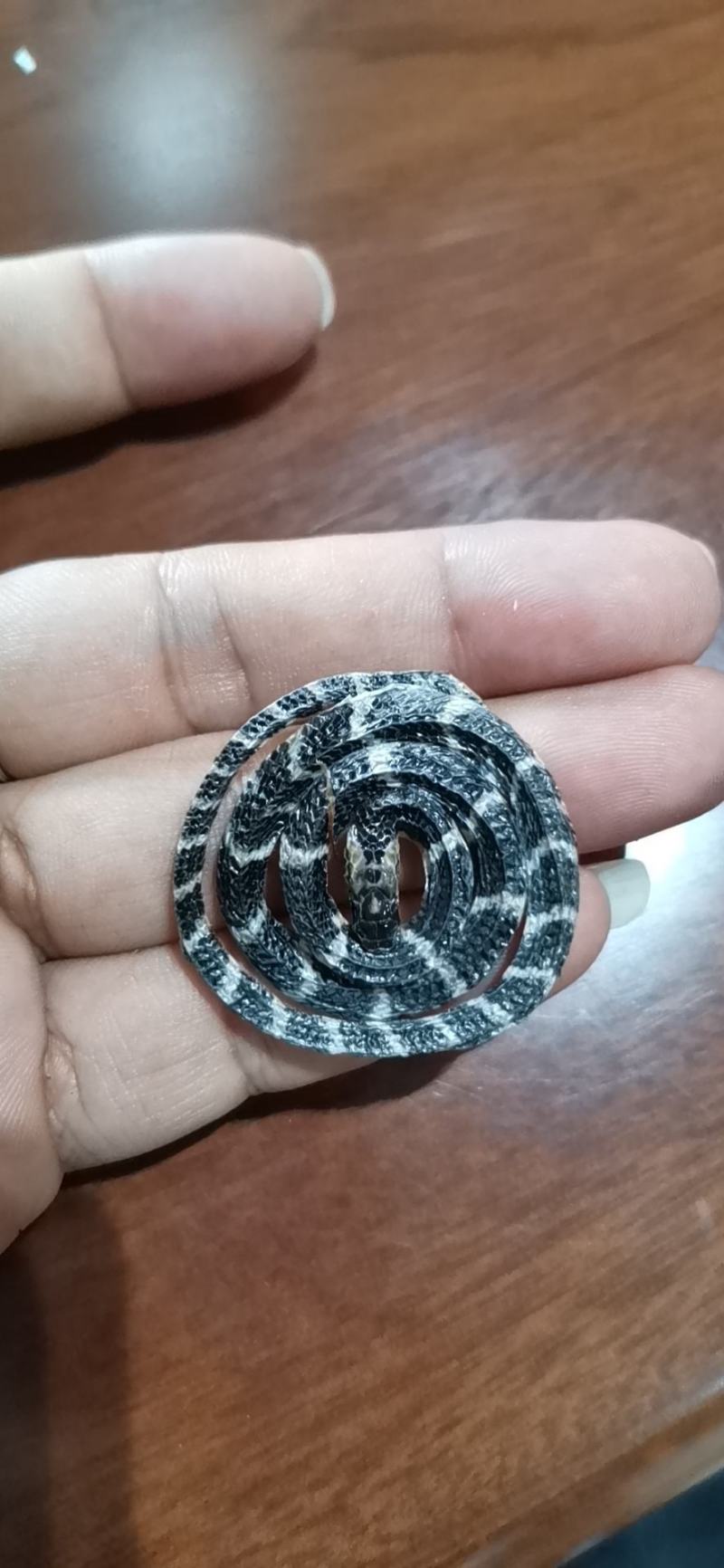 药用金钱白花蛇3到6公分以内2020版药典标准大量批发