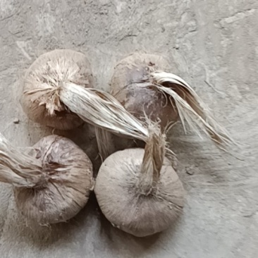 藏红花种球