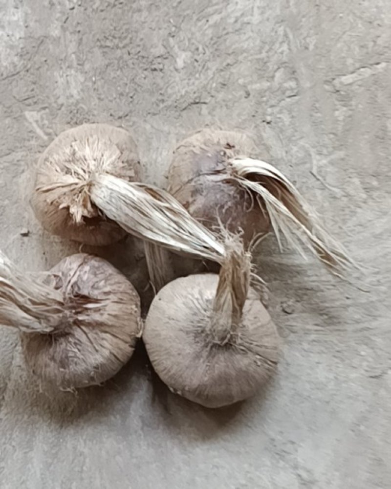 藏红花种球