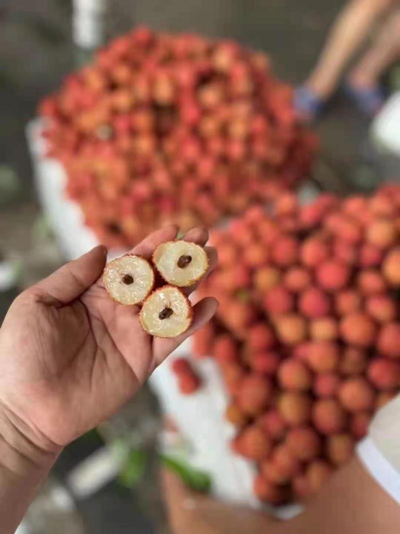广西桂平桂味大量，个头均匀，口感清脆，水分充足有货