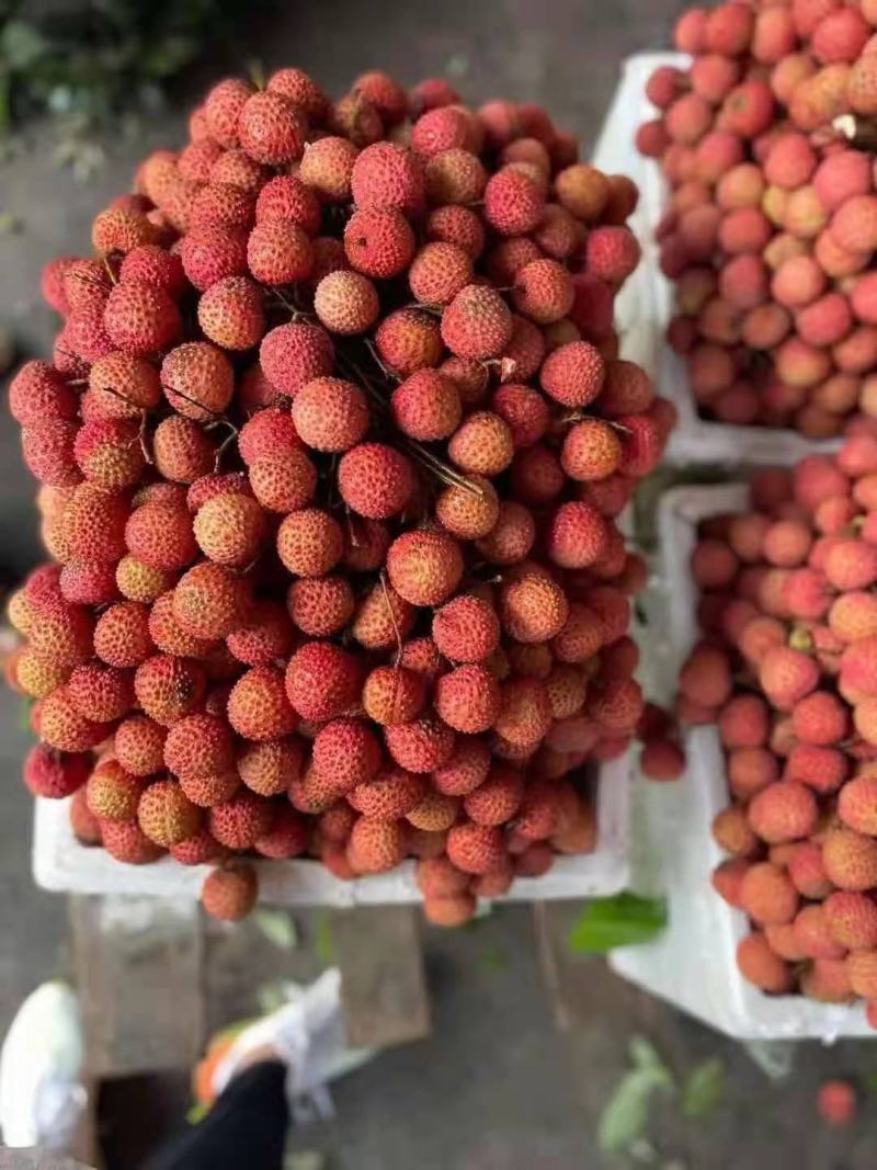 广西桂平桂味大量，个头均匀，口感清脆，水分充足有货