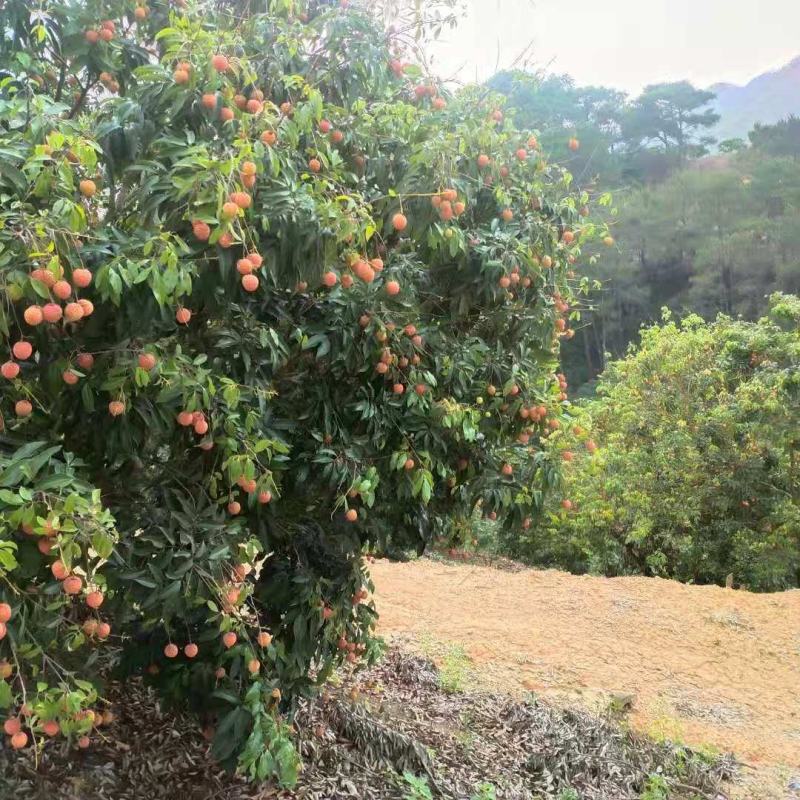 广西桂平桂味大量，个头均匀，口感清脆，水分充足有货