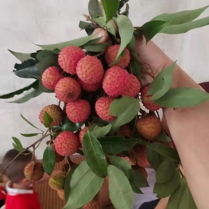 广西桂平桂味大量，个头均匀，口感清脆，水分充足有货