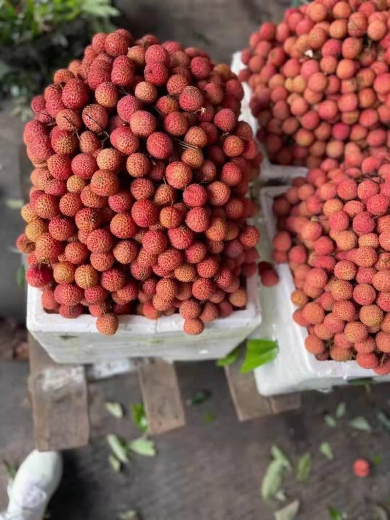广西桂平桂味大量，个头均匀，口感清脆，水分充足有货