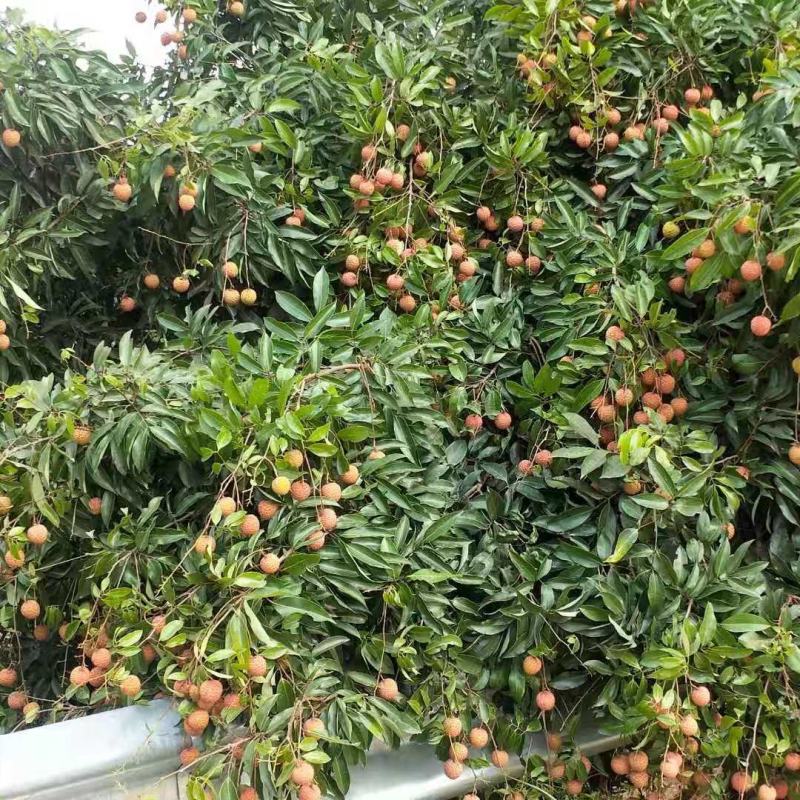 广西桂平桂味大量，个头均匀，口感清脆，水分充足有货