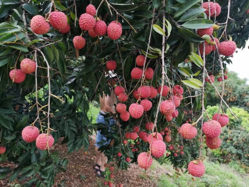 桂米荔枝