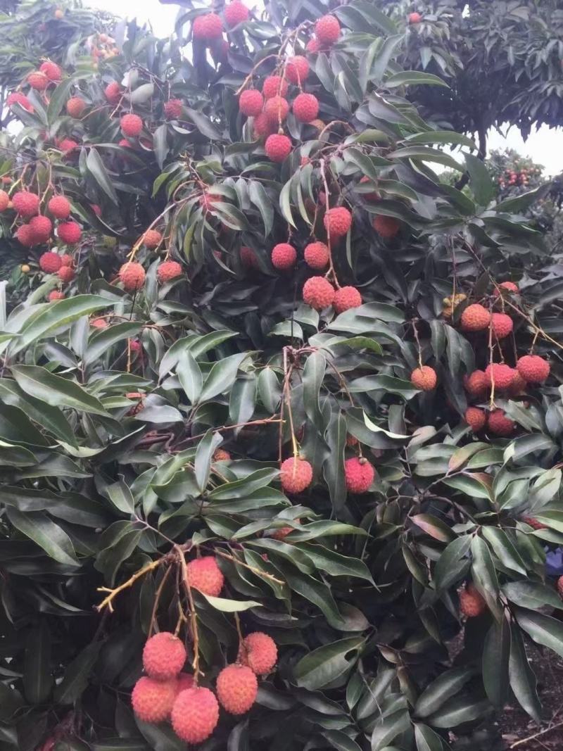 桂米荔枝