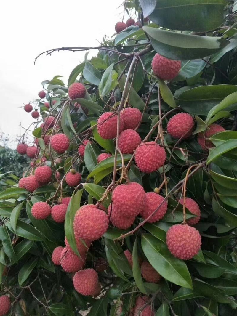 桂米荔枝