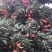桂米荔枝