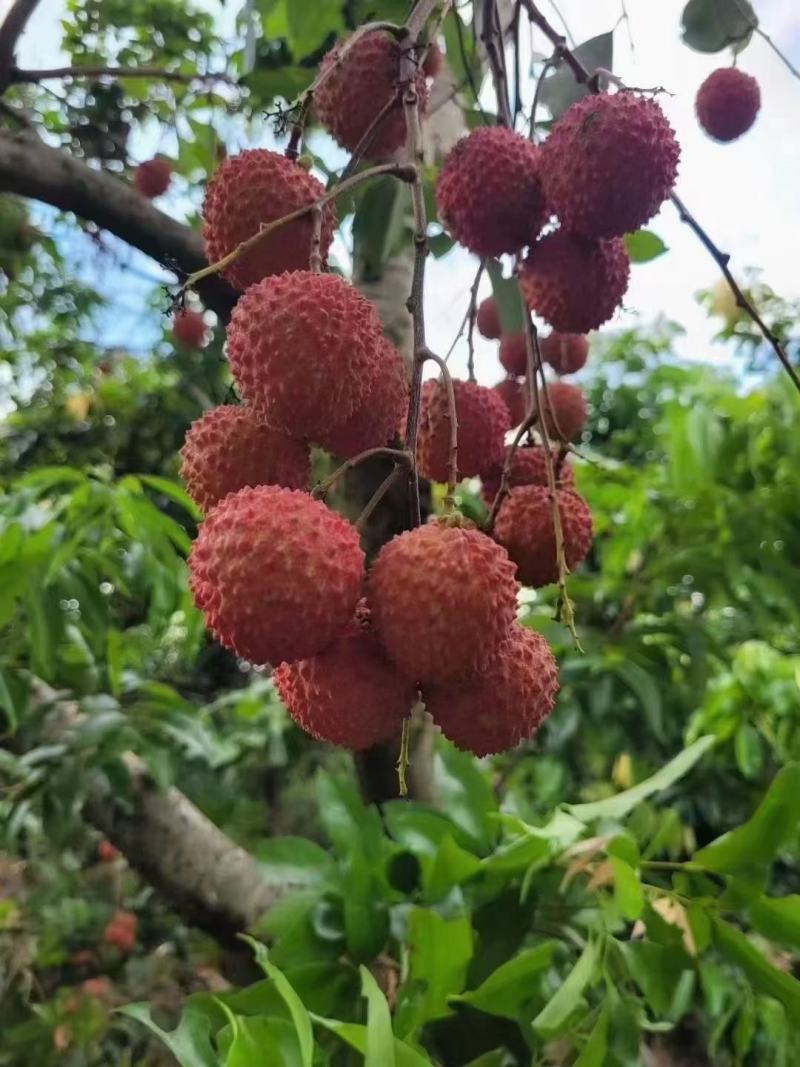 桂米荔枝