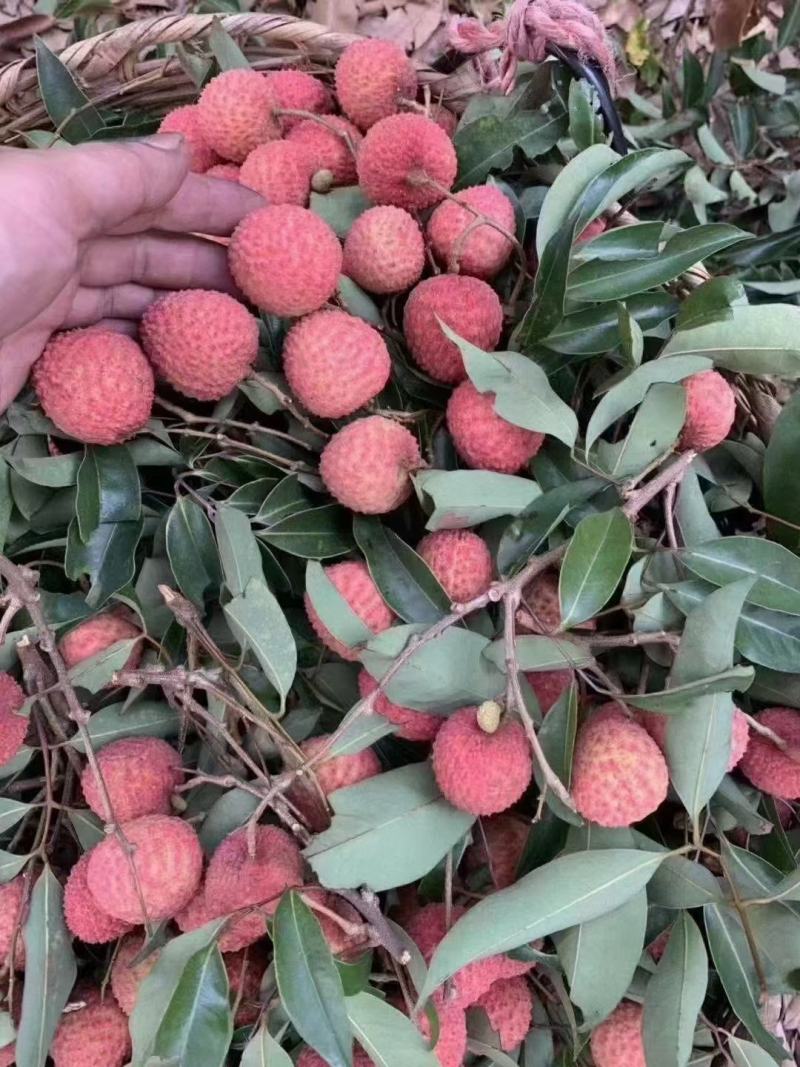 桂米荔枝