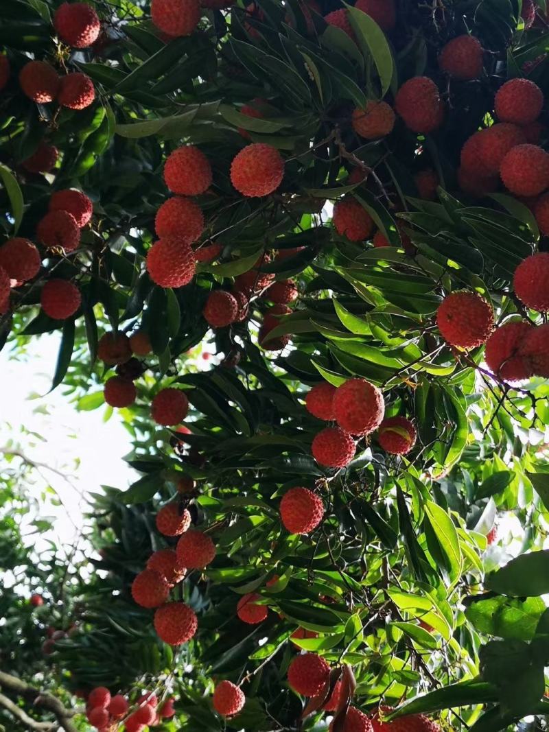 桂米荔枝