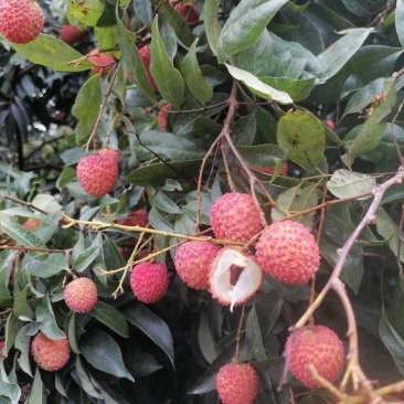 桂米荔枝