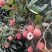 桂米荔枝