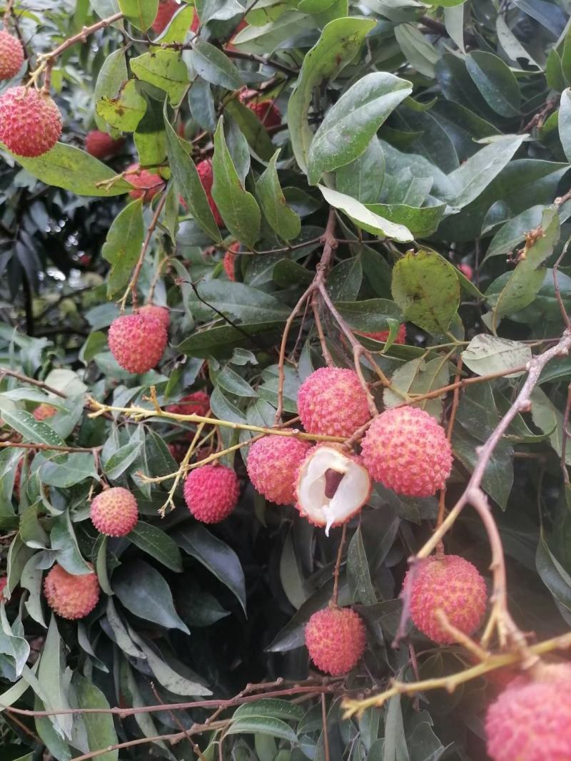 桂米荔枝