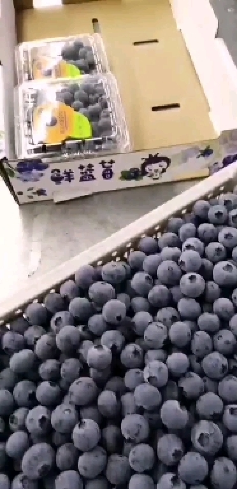辽宁丹东蓝莓
