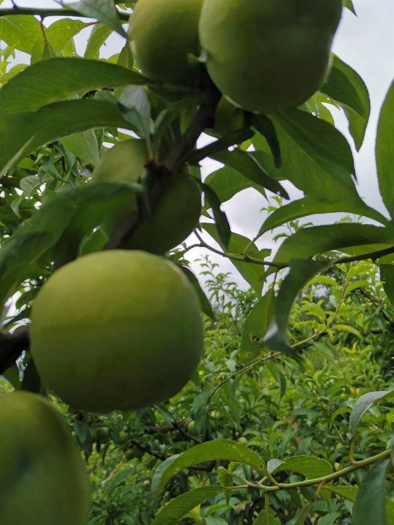 火花蜂糖李，产于紫云火花镇兴合村，蜂糖李个大脆甜，离核，