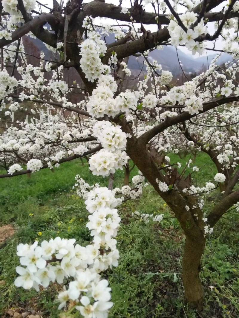 火花蜂糖李，产于紫云火花镇兴合村，蜂糖李个大脆甜，离核，