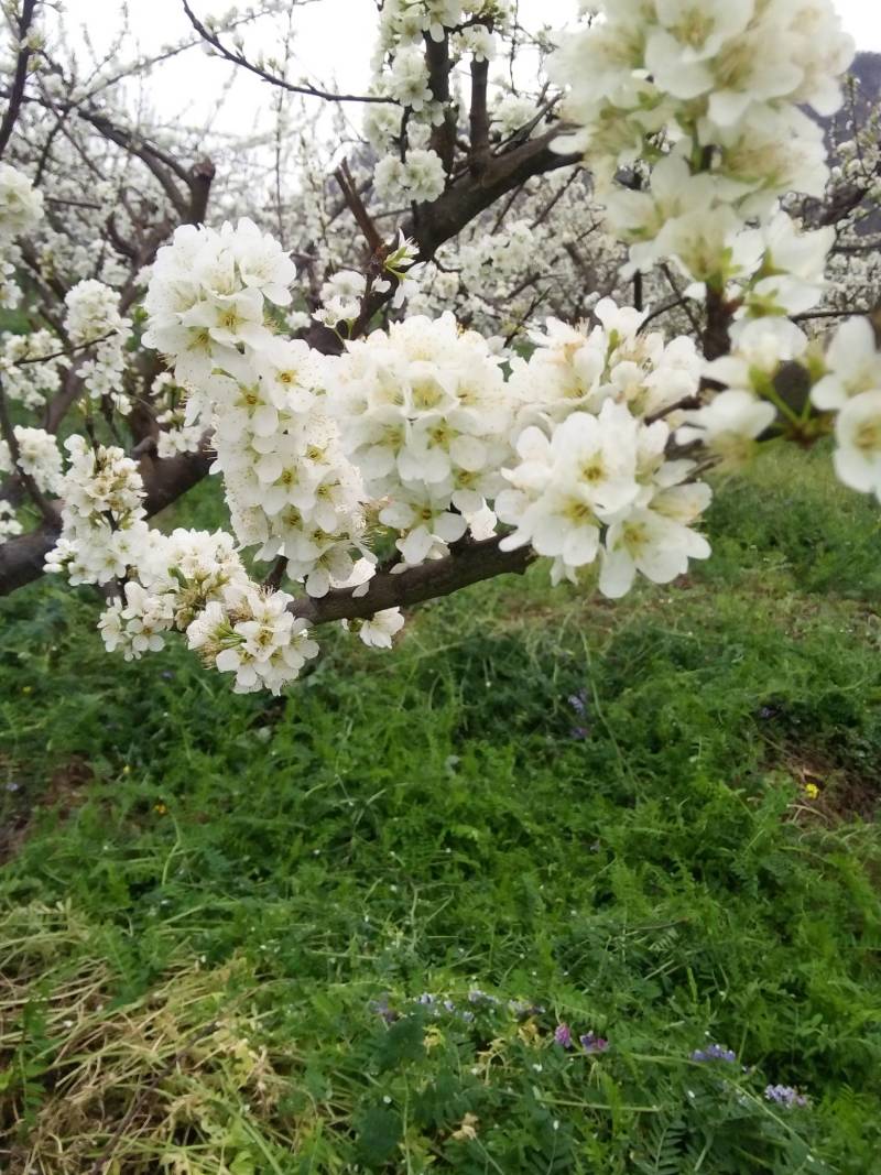 火花蜂糖李，产于紫云火花镇兴合村，蜂糖李个大脆甜，离核，