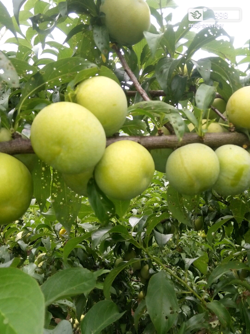 火花蜂糖李，产于紫云火花镇兴合村，蜂糖李个大脆甜，离核，