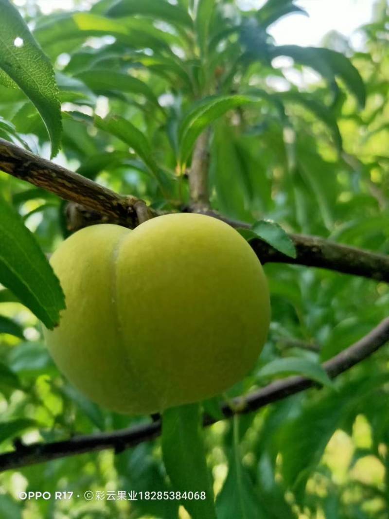 火花蜂糖李，产于紫云火花镇兴合村，蜂糖李个大脆甜，离核，